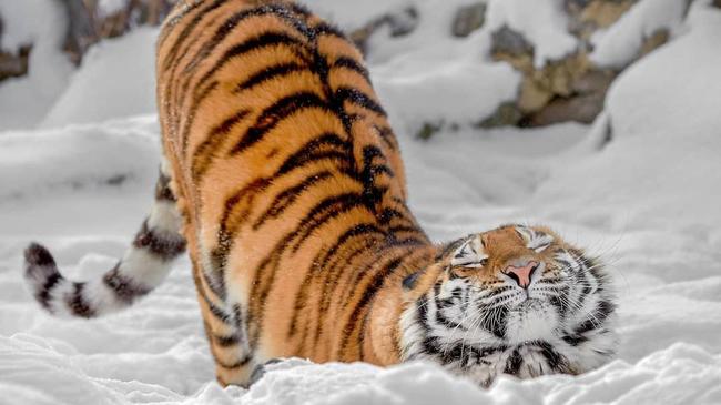 С добрым утром! Челябинская тигрица Лаффи желает всем отличной среды 😉 