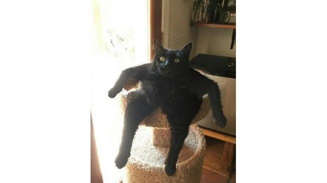 Взгляд кошки, грация кaртошки