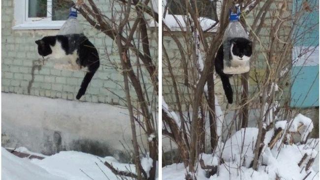 В Челябинск пришла весна. Коты уже прилетели! 😹