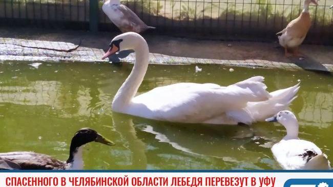 🦢Лебедя-шипуна, спасенного в Челябинской области, передадут в Башкирию