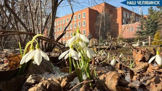 🌸 Подснежники распустили в Ботаническом саду ЧелГУ