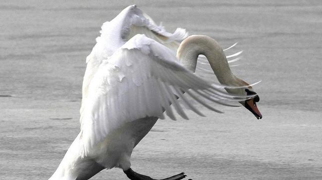 Экологи запретили южноуральцам спасать лебедей