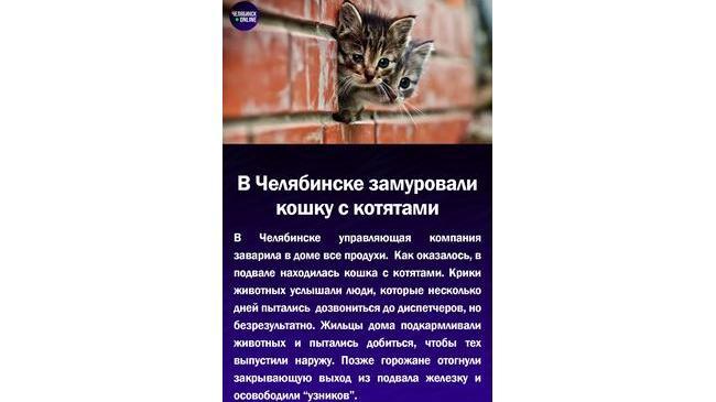 😱В Челябинске замуровали кошку с котятами