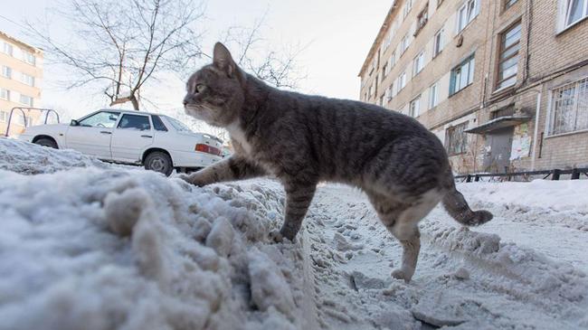 Жительница Челябинска подобрала на улице кошку, больную бешенством