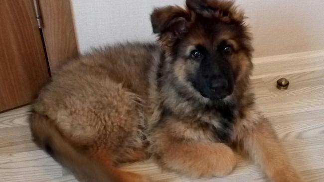 Уважаемые жители Челябинска,а именно с Прудного с улицы центральной убежал щенок