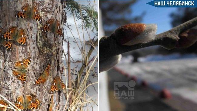 🦋 Бабочки проснулись на Таганае почти на месяц раньше