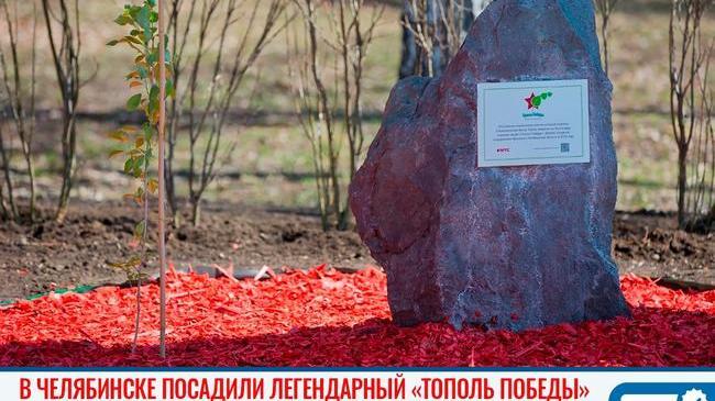Волгоградский тополь Победы растёт в 32 городах России