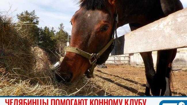 🤗 А у нас хорошие новости с утра! 🐴 Челябинскому конному клубу, разоряющемуся из-за коронавируса, подарили три тонны сена! 👍🏻 