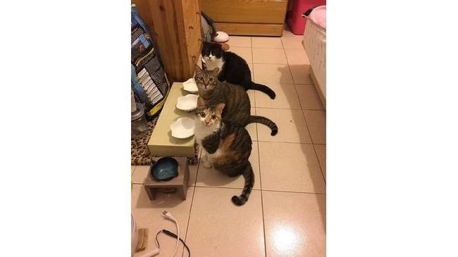 Обычное утро владельцев котов: 