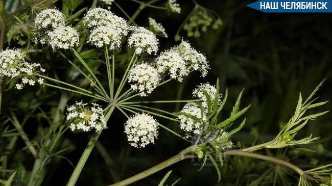 🌿Жителям напомнили об опасных растениях в лесах