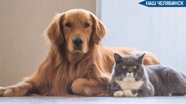 🐕Создадут фотобанк потерявшихся животных?