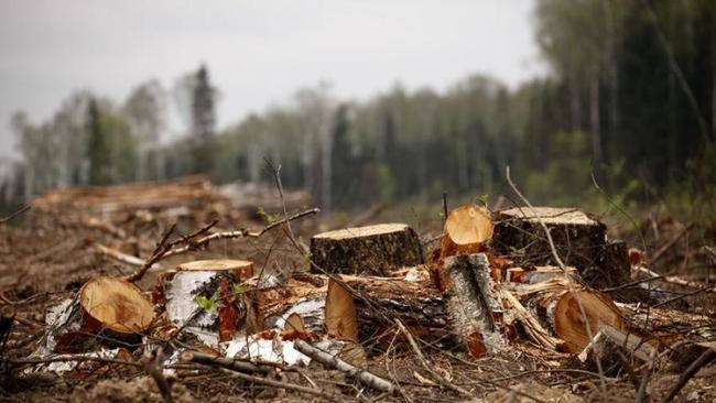 В Челябинске испугались вырубки тысяч деревьев на окраине города