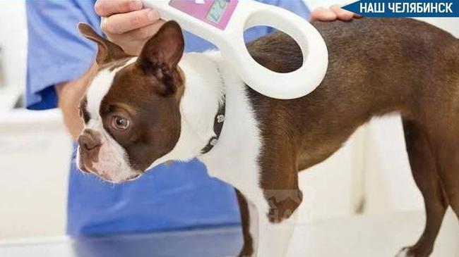 🐕‍🦺 Чипирование домашних животных может стать обязательным