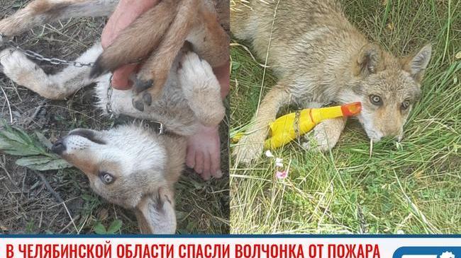 ✨ Ловите пост доброты! 😊 В Челябинской области спасли волчонка от пожара 