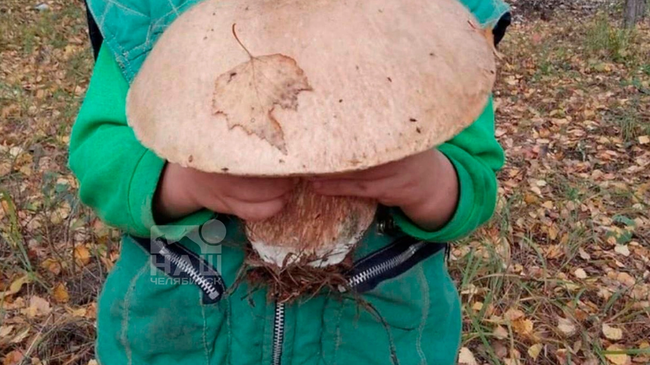 🍄 Челябинка нашла гриб-гигант в лесах села Шабулово 