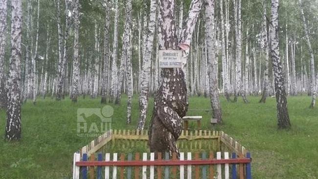 🌳В Челябинской области растет дерево верности 