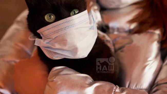 😾 В челябинском районе введён карантин по бешенству