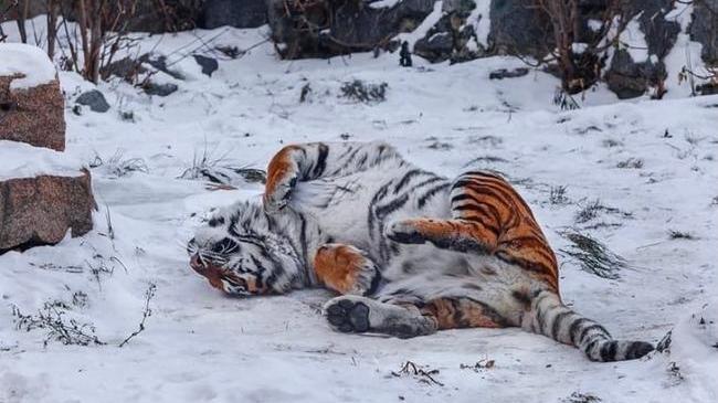 🐅 Амурская тигрица Лаффи радуется снегу ❄️ 
