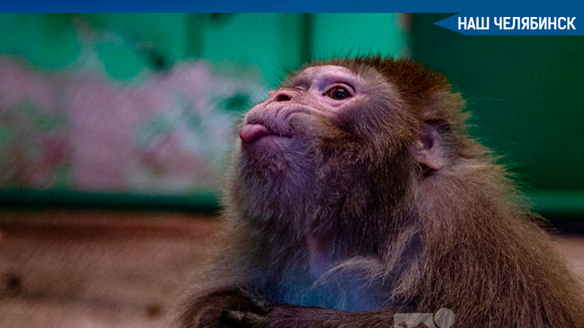 🐒 В Челябинском зоопарке зал приматов вновь открыт для посетителей. Об этом сообщили в пресс-службе зоопарка.