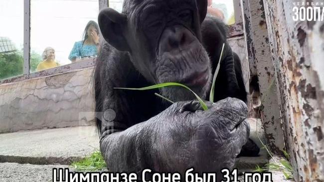 😢 Очень печальные новости. В Челябинском зоопарке продолжительной болезни ушла из жизни шимпанзе Соня. Ей был 31 год.