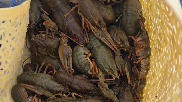 🦀 Челябинца поймали с корзиной раков