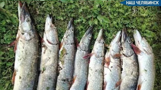 🎣 Челябинец выловил в центре города огромных щук