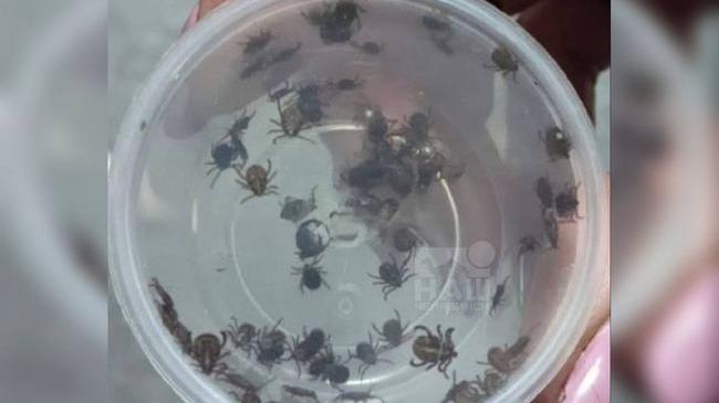 😱 После прогулки на Красном поле челябинцы насобирали огромное количество клещей