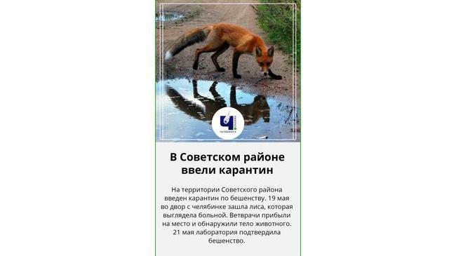 ⚡🦊 Труп бешеной лисы нашли в Челябинске, в Советском ввели карантин, запрещен ввоз и вывоз животных 👇🏻