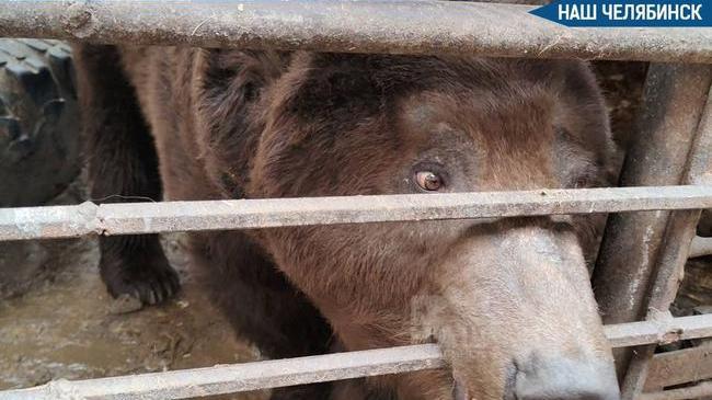 🐻 Южноуральцы ищут новый дом для медведя Степана
