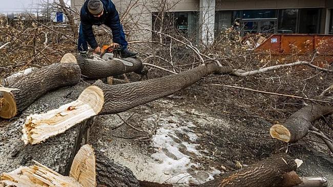 Поиском виновного в вырубке 85 деревьев в Челябинске займётся полиция