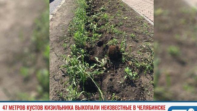❗ 47 метров кустов кизильника выкопали неизвестные в центре Челябинска 
