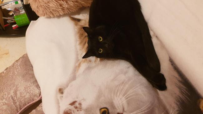 Пропал кот!