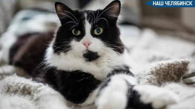 🐱 В Курчатовском районе Челябинска введен карантин по бешенству из-за домашнего кота