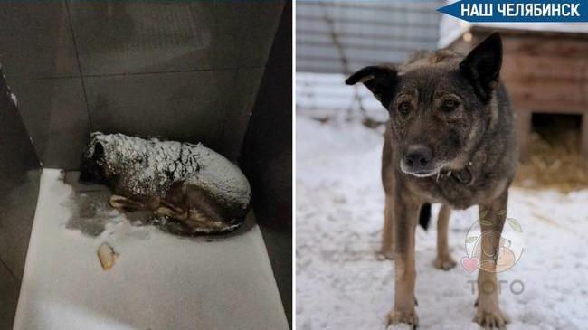 🐕 Собачку, которую от холода пледом накрывал курьер, не могут отвезти к ветеринару