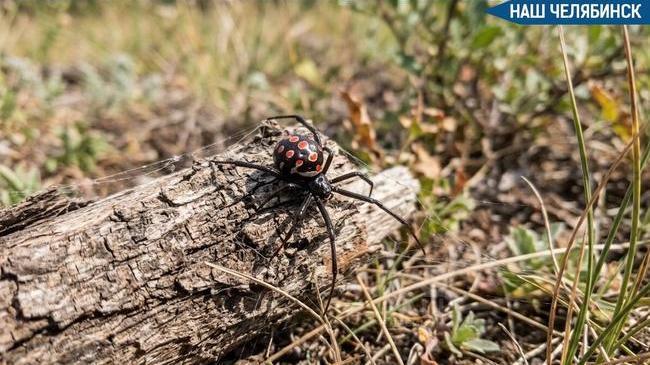 🕷️ Каракуртов начали замечать в соседних с Челябинской областью регионах