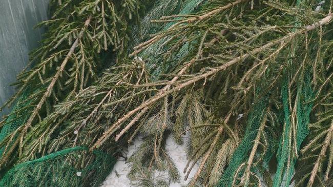 🌲 Новый год прошёл, ёлки отправились на мусорку. А где-то и вовсе остались лежать на улице