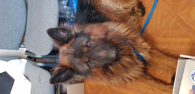 Потерялась овчарка кобель