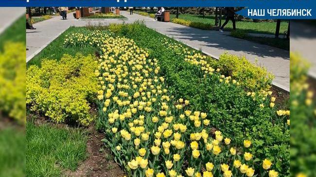 🌷В центре Челябинска появились желтые тюльпаны