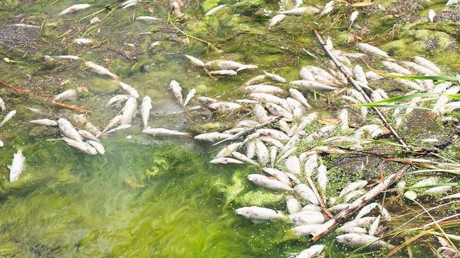 Причиной гибели рыбы в Шершнёвском водохранилище назвали плохую экологию