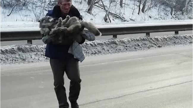 Дальнобойщик помог спасти сбитую на южноуральской трассе собаку