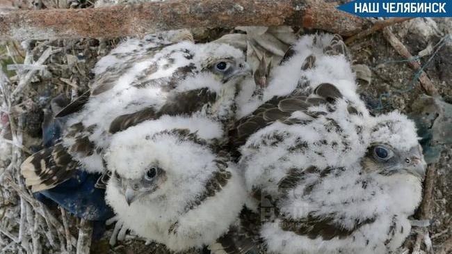 🦅 В степях Челябинской области выпустят 15 редких соколов
