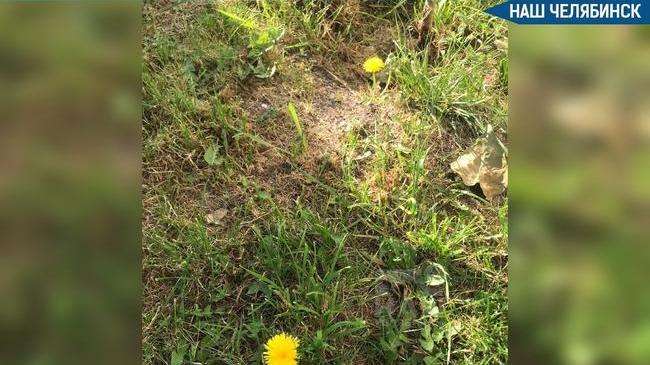 🌼 Одуванчики перепутали осень с весной