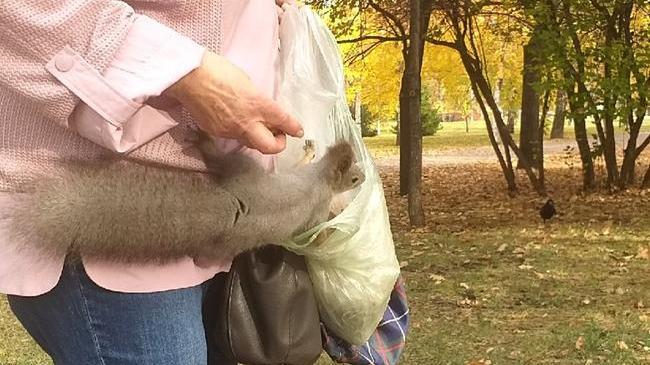Белки что дети: "ЧЁКУПИЛА?!"🐿🍂🍃🌰😊