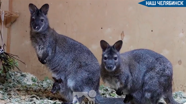 🦘 В челябинском зоопарке родилось двое кенгурят
