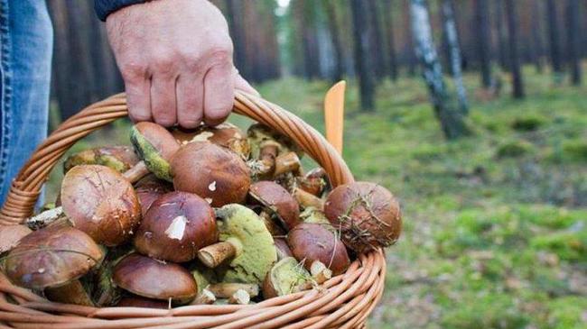 59-летнего грибника нашли мертвым в лесу