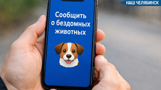 🐶 В Челябинске появится чат-бот для сообщений о бездомных животных
