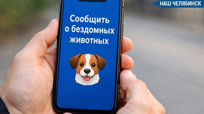 🐶 В Челябинске появится чат-бот для сообщений о бездомных животных
