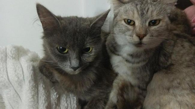 Пропала Кошка. 