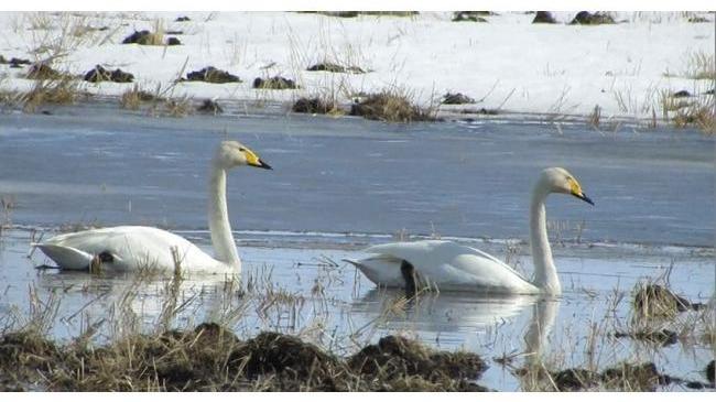 К диким уткам на реке Миасс челябинцы уже привыкли, а тут – белые лебеди! 🦢 