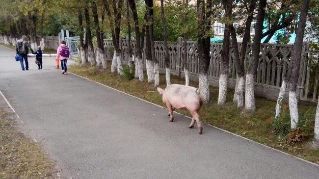 Огромная свинья на улицах Челябинска удивила горожан